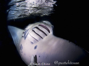 Up close and personal. Shot while dangling off the back o... by Sean Chinn 